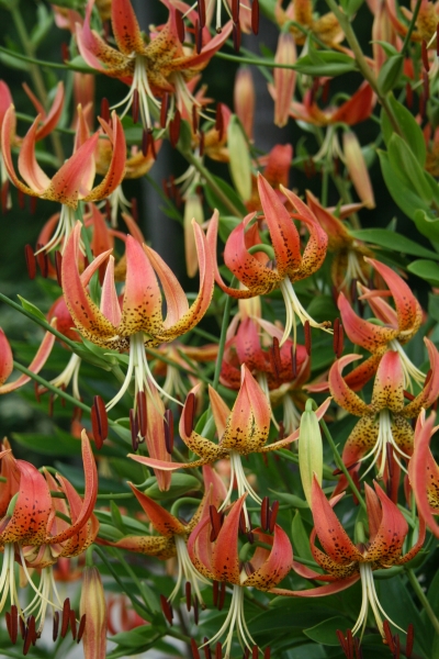 Sandhills Lily